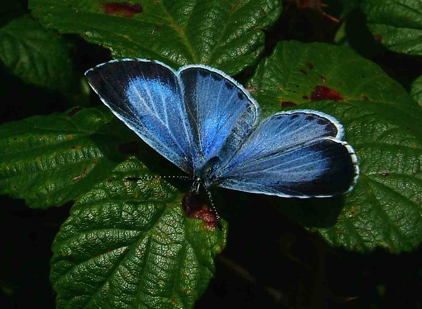 Celastrina argiolus Celastrina argiolus